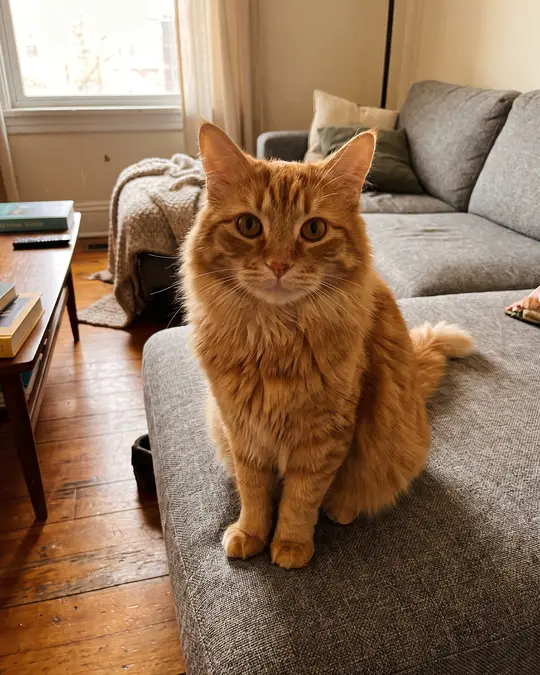 AI pet portrait: Before